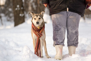 Собаки и кошки в добрые руки