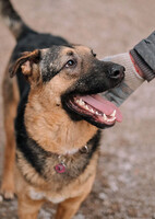 Собаки и кошки в добрые руки