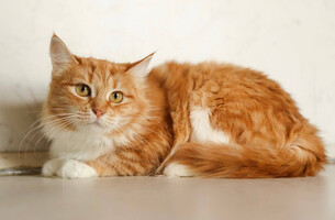 Собаки и кошки в добрые руки