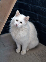 Собаки и кошки в добрые руки