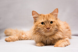 Собаки и кошки в добрые руки