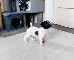 Собаки и кошки в добрые руки