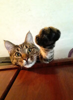 Собаки и кошки в добрые руки