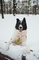 Собаки и кошки в добрые руки