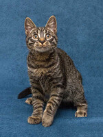 Собаки и кошки в добрые руки