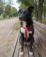 Собаки и кошки в добрые руки