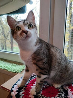 Собаки и кошки в добрые руки