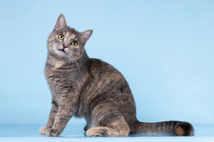 Собаки и кошки в добрые руки