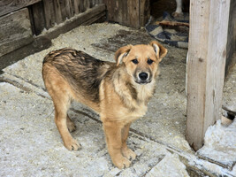 Собаки и кошки в добрые руки