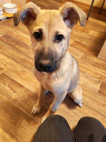 Собаки и кошки в добрые руки