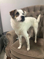 Собаки и кошки в добрые руки