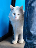 Собаки и кошки в добрые руки