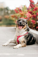 Собаки и кошки в добрые руки