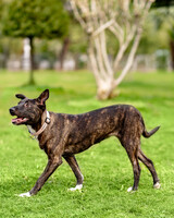 Собаки и кошки в добрые руки