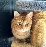 Собаки и кошки в добрые руки