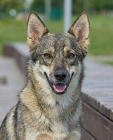 Собаки и кошки в добрые руки