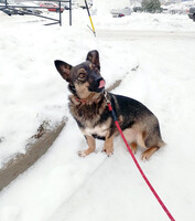 Собаки и кошки в добрые руки