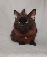 Собаки и кошки в добрые руки