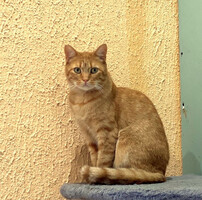 Собаки и кошки в добрые руки