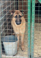 Собаки и кошки в добрые руки