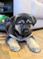 Собаки и кошки в добрые руки