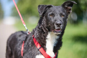 Собаки и кошки в добрые руки