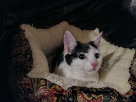 Собаки и кошки в добрые руки