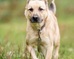 Собаки и кошки в добрые руки