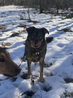 Собаки и кошки в добрые руки