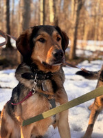 Собаки и кошки в добрые руки