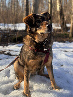 Собаки и кошки в добрые руки