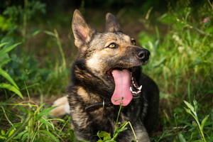 Собаки и кошки в добрые руки