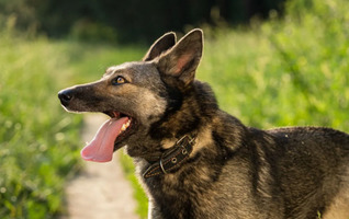 Собаки и кошки в добрые руки