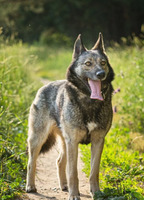 Собаки и кошки в добрые руки