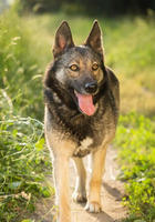 Собаки и кошки в добрые руки