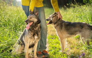 Собаки и кошки в добрые руки