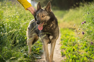 Собаки и кошки в добрые руки