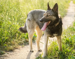 Собаки и кошки в добрые руки