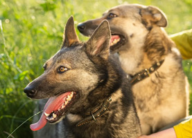 Собаки и кошки в добрые руки