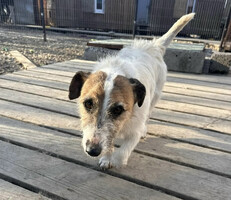 Собаки и кошки в добрые руки