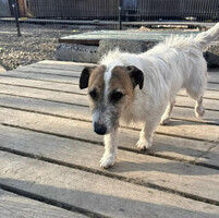 Собаки и кошки в добрые руки