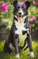 Собаки и кошки в добрые руки