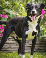 Собаки и кошки в добрые руки