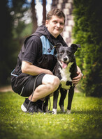 Собаки и кошки в добрые руки