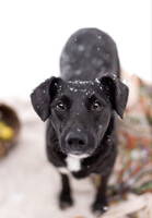 Собаки и кошки в добрые руки