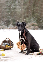 Собаки и кошки в добрые руки