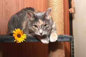 Собаки и кошки в добрые руки