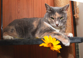 Собаки и кошки в добрые руки