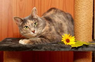 Собаки и кошки в добрые руки