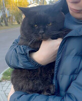 Собаки и кошки в добрые руки